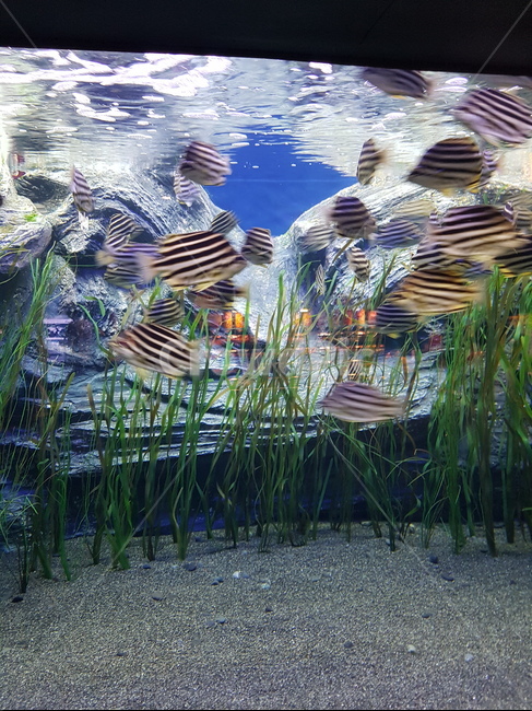 잠실,수족관,아쿠아리움,물고기,fish,어류,물고기,fish