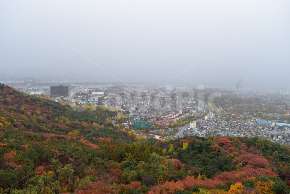남산,가을,단풍,풍경,서울,낙엽,도심지,명소,자연,비경,단풍나무,가을색,가을색채,오색,가을,계절,fall,autumn,season,도시,풍경,city,landscape,nature,outdoors,옥외,경치,scenery