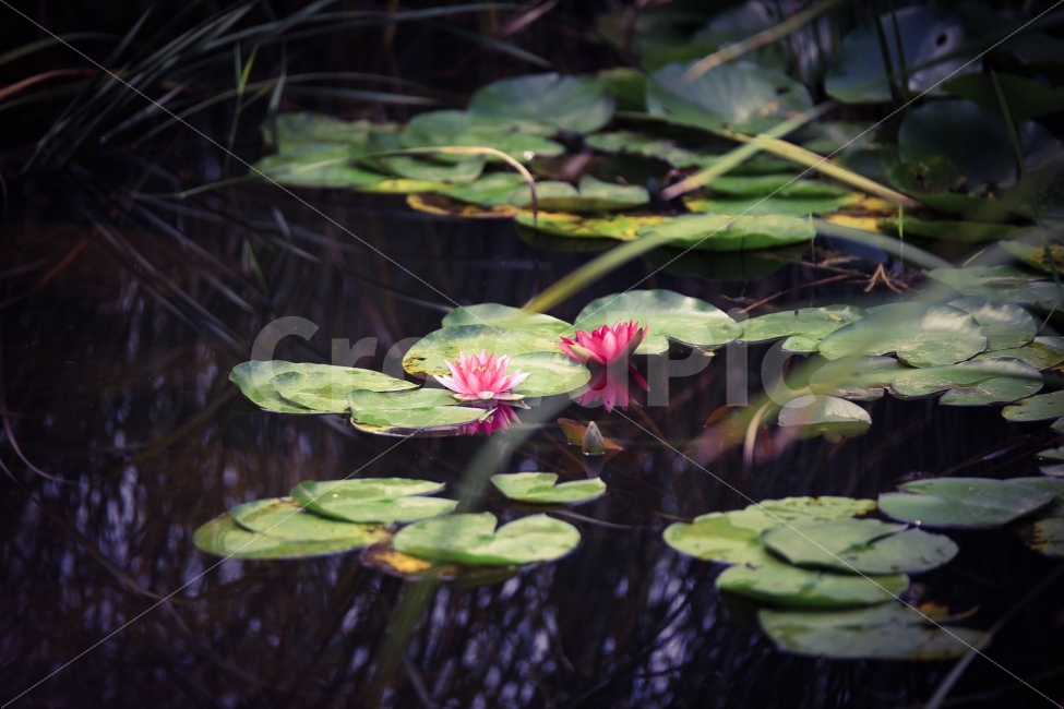 수련,꽃,운암지,연꽃,분홍,식물,풍경,식물,자연,plants,nature,꽃,flower