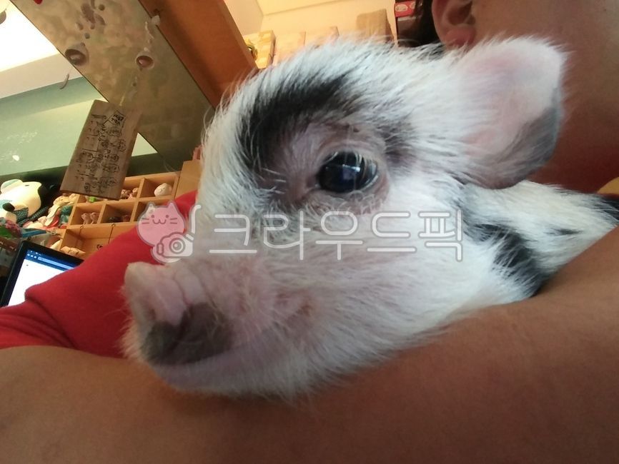 돼지,동물,미니돼지,아기,animal