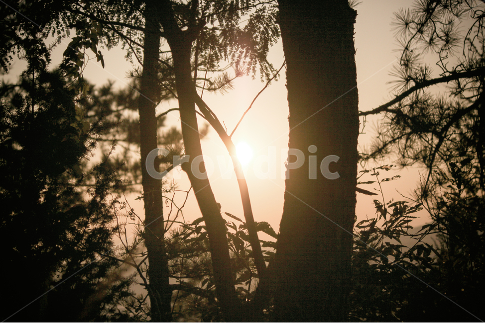 자연,풍경,숲,나무,실루엣,그림자,태양,햇빛,빛,sun,sunlight,light,shadow,silhouette,tree,forest,nature,landscape,식물,plant,식물,자연,plants,nature,나무,trees,wood,실루엣,그림자,silhouette,shadow,감성,sensible,feeling,휴식,힐링,rest,relaxation,healing