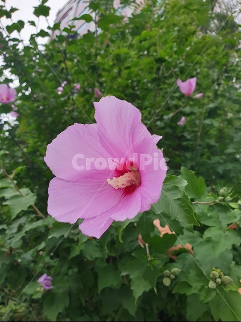 무궁화,식물,꽃,blossom,무궁화꽃,plant,식물,자연,plants,nature,꽃,flower
