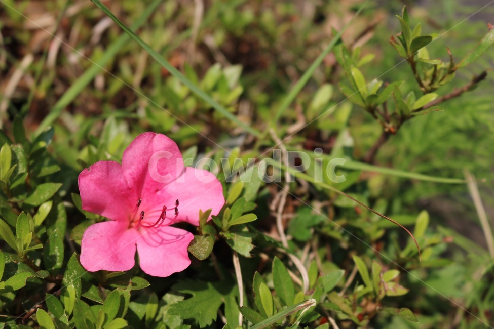 꽃,식물,분홍,초록,자연,flower,plants,pink,green,nature,hana,shokubutsu,pinku,midori,식물,자연,plants,nature,꽃,flower