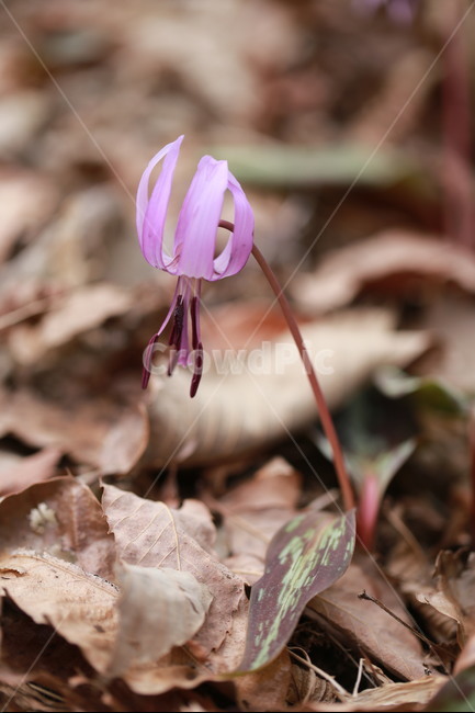 야생화,얼레지,봄,꽃,들꽃,식물,자연,plants,nature,꽃,flower