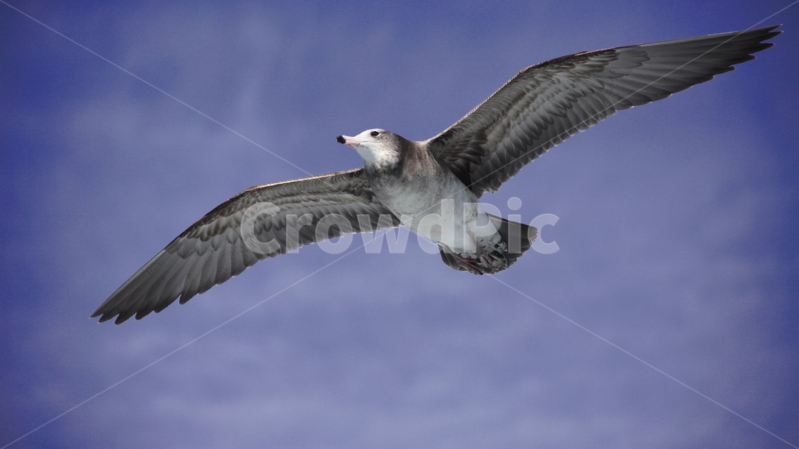 갈매기,바다새,대형조류,commongull,mewgull,동물,animal,조류,새,birds