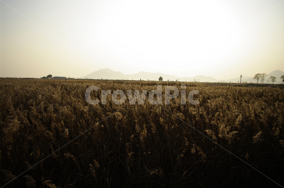 노을,풍경,갈대밭,갈대,식물,가을,계절,fall,autumn,season,자연,풍경,nature,landscape,field,들