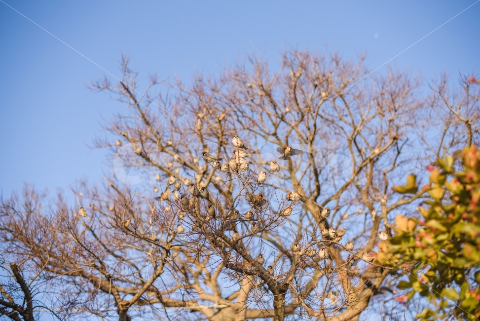 새,참새,bird,Sparrow,동물,조류,새들,식물,자연,plants,nature,동물,animal,조류,새,birds