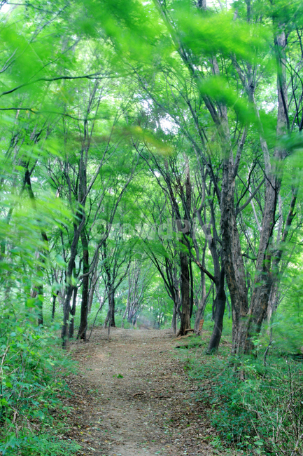 forest,숲,nature,자연,tree,나무,path,grove,작은숲,숲길,오솔길,산책로,여름,자연,풍경,nature,landscape,나무,trees,wood
