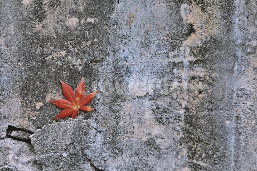 단풍잎,벽,얼룩,maple,wall,stain,가을,계절,fall,autumn,season,leaf,잎,plant,식물,tree,나무