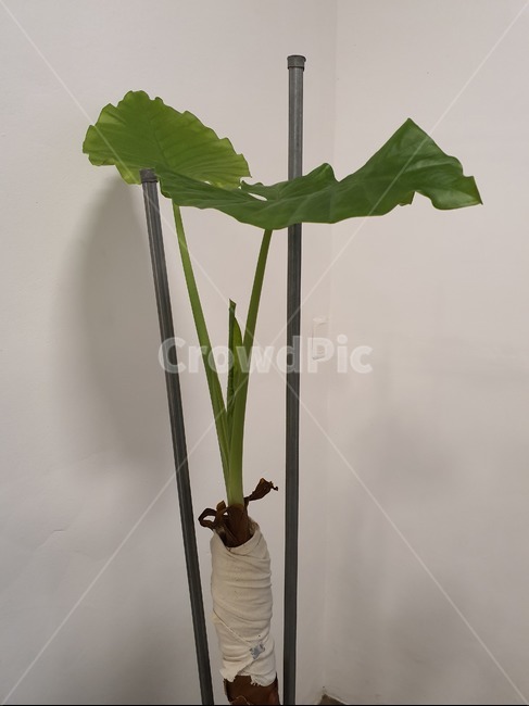 식물,화분,자연,푸름,초록,싱싱,잎사귀,화초,식물,자연,plants,nature