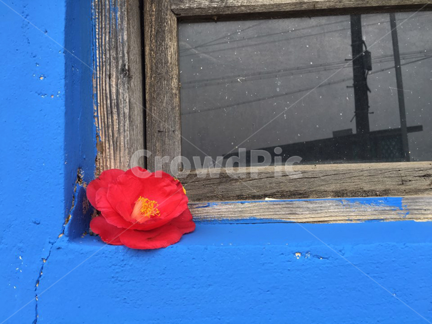창문,파란색,빨간색,동백꽃,창틀,꽃,꽃,flower