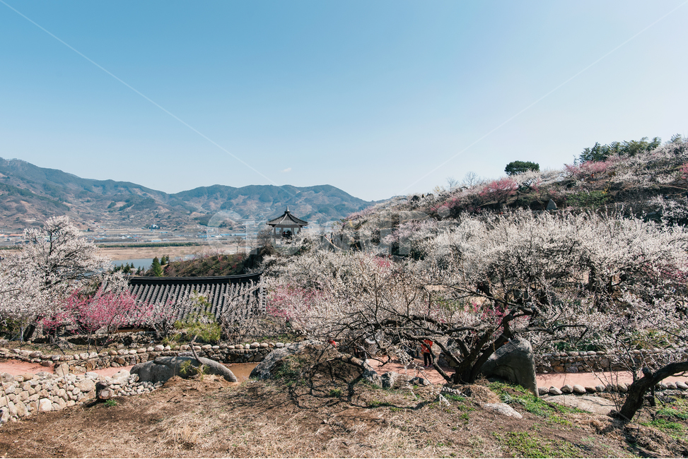 매화,봄꽃,매화마을,풍경사진,풍경,꽃사진,봄나들이,봄,계절,spring,season,자연,풍경,nature,landscape,한국자연풍경,한국자연경관,korea nature landscape,시골,마을,country,rural,town,한국전통,한국문화,korean traditional,korean culture,plant,식물