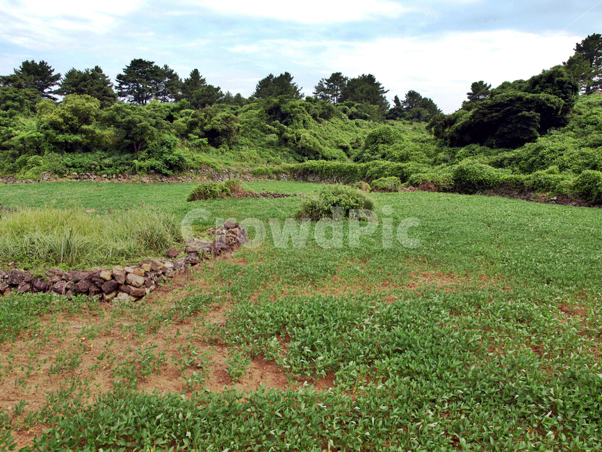 오시록헌농로,밭,농작물,제주,올레14코스,올레길,자연,풍경,nature,landscape,field,들,outdoors,옥외,grassland,목초지,land,땅