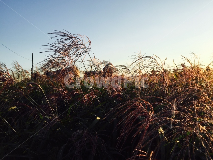 노을,하늘,흩날리다,억새축제,가을,가을,계절,fall,autumn,season,자연,풍경,nature,landscape,grass,잔디,plant,식물,lawn,reed,갈대