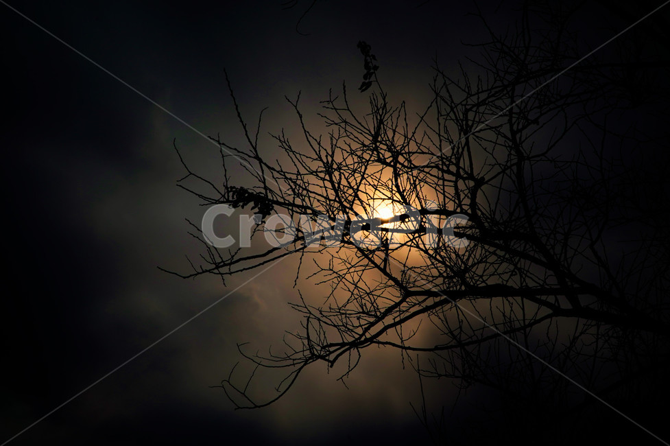 어둠,태양,햇빛,나무,검정,자연,풍경,nature,landscape,야경,밤,nightscape,night,outdoors,옥외,light,빛,flare,플레어,sky,하늘