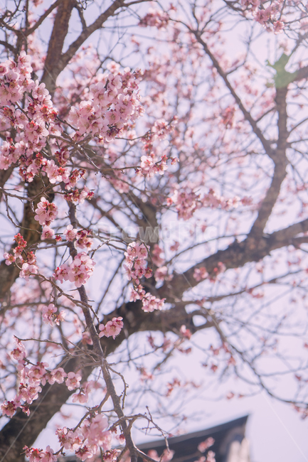 꽃,벚꽃,벚꽃나무,봄,flower,봄,계절,spring,season
