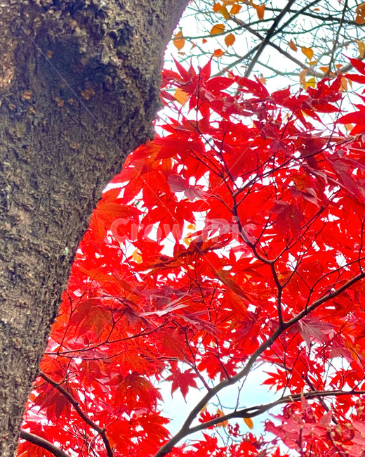 leaf,잎,식물,tree,나무,maple,단풍,가을,fall,계절,단풍잎,단풍나무,풍경,하늘,가을,계절,fall,autumn,season