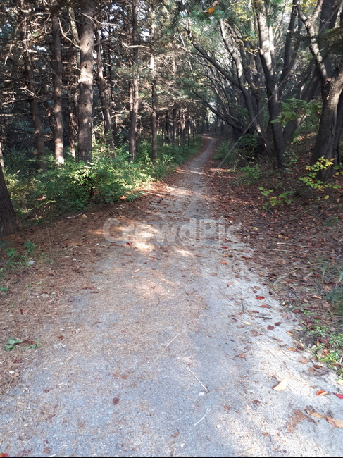풍경,자연,산,나무,길,숲,landscape,nature,mountain,trees,road,forest,자연,풍경,nature,landscape,ground,바닥,tree,plant,식물,path,통로,tree trunk,나무 줄기