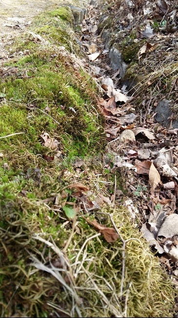 이끼,돌이끼,이끼길,솔이끼,계곡이끼,식물,자연,plants,nature