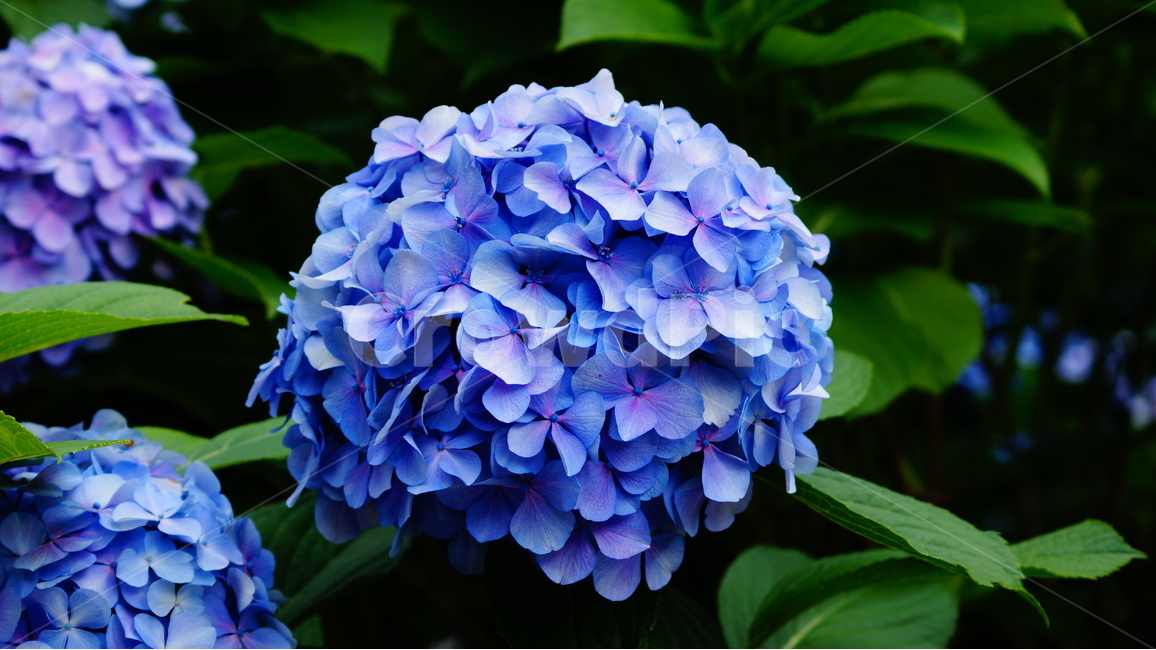 수국,꽃,꽃사진,식물,수국꽃,식물,자연,plants,nature,꽃,flower