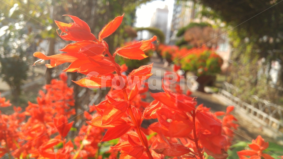 사루비아,샐비지,깨꽃,salvia,정원,식물,자연,plants,nature,꽃,flower