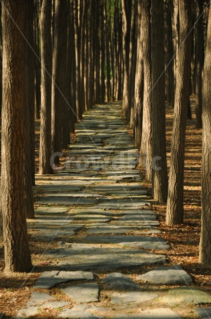 나무,서울숲,서울,한국,가로수길,가로수,길,돌길,숲,자연,자연,풍경,nature,landscape,path,통로,walkway,보도