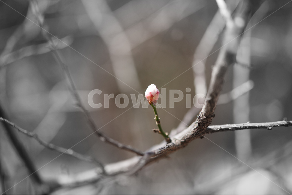 홍매화,집중,시작,봄꽃,새싹,흑백,칼라,봄,계절,spring,season,식물,자연,plants,nature,꽃,flower,plant,sprout,bud,싹,blossom