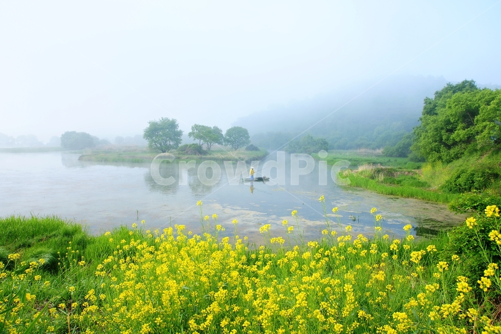 우포,봄,유채,풍경,람사르,봄,계절,spring,season,자연,풍경,nature,landscape,outdoors,옥외,water,물,land,땅