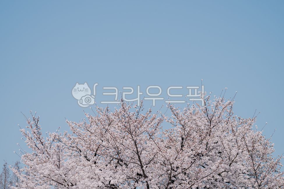 spring,sky,cherry blossom tree,Cherry Blossom,nature,background,cherryblossom,flower