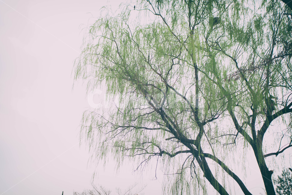 자연,풍경,식물,나무,계절,season,봄,spring,cherryblossom,blossom,flowers,plant,tree,식물,자연,plants,nature,나무,trees,wood