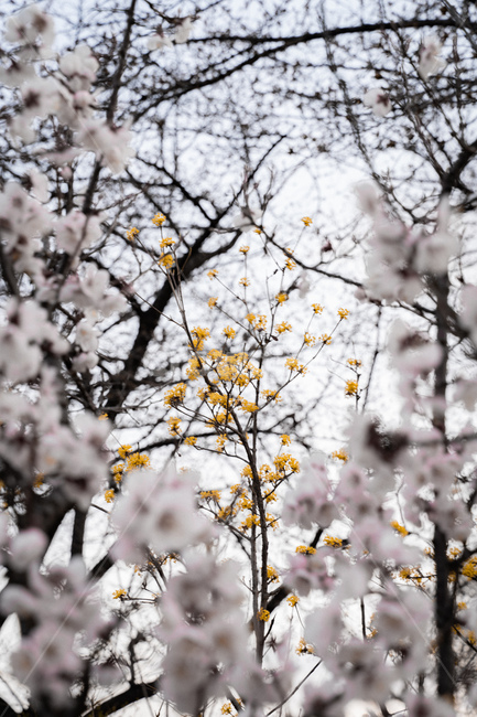 개나리,벚꽃,봄,spring,자연,식물,자연,plants,nature,꽃,flower
