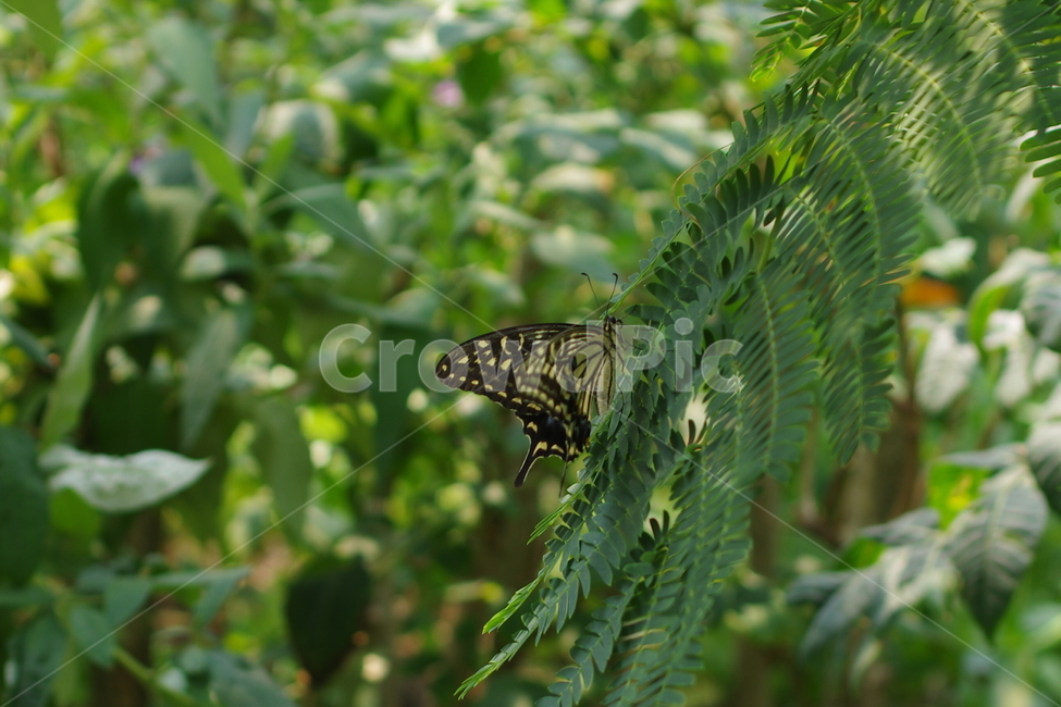 나비,숲,나무,근접,호랑나비,동물,animal,곤충,벌레,insect,bug