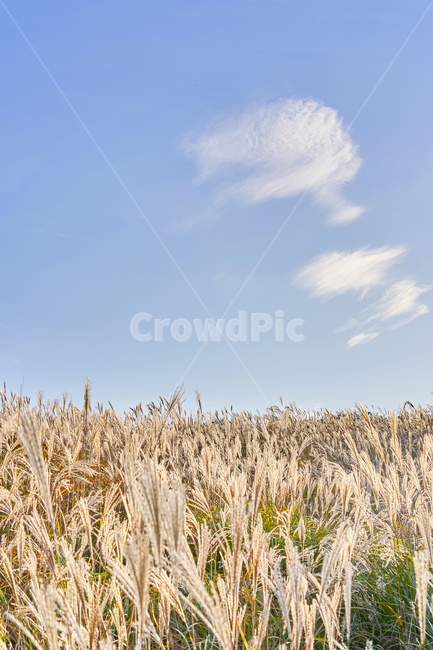 가을,억새,억새밭,힐링,풍경,가을산,쓸쓸함,가을,계절,fall,autumn,season,자연,풍경,nature,landscape,plant,식물,grass,잔디