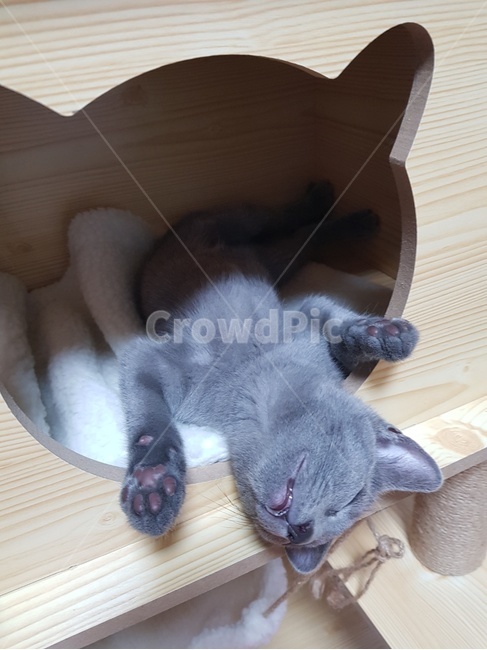 캣타워,고양이,냥이,집사,발바닥