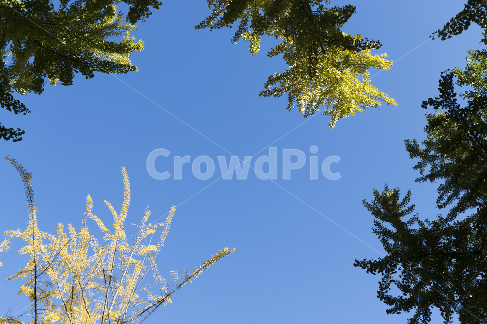하늘,봄,나무,풍경,산책,배경,파랑,파란색,녹색,아침,자연,풍경,nature,landscape,tree,plant,식물
