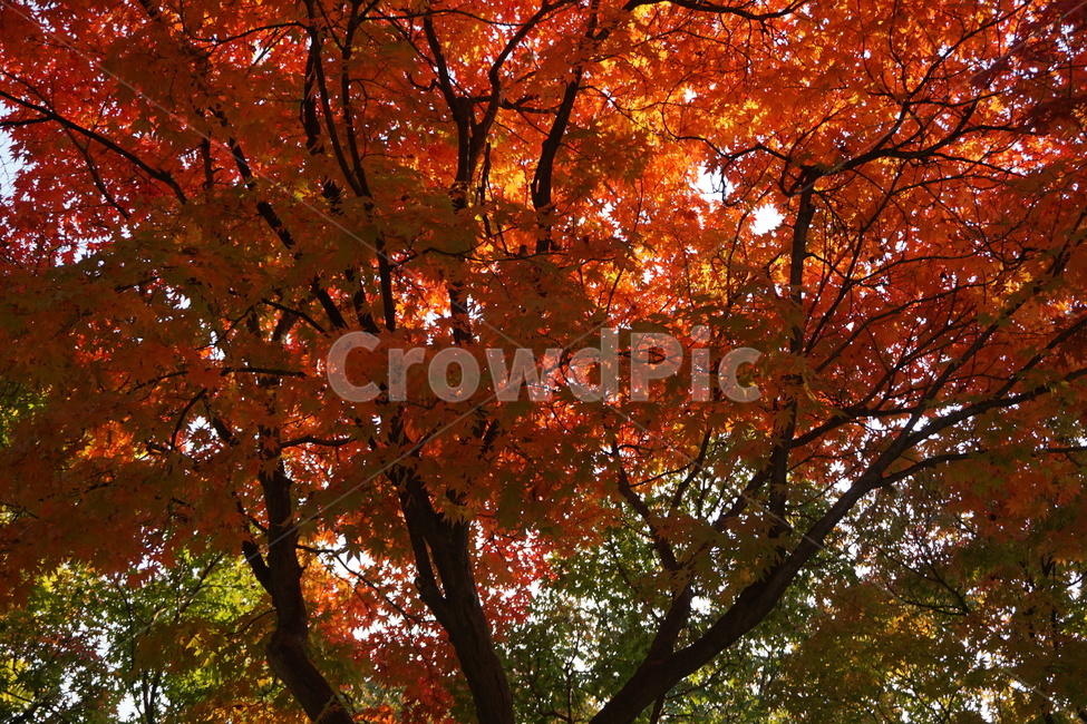가을,나무,자연,단풍잎,식물,가을,계절,fall,autumn,season,식물,자연,plants,nature,나무,trees,wood,leaf,잎,plant,tree,maple,단풍