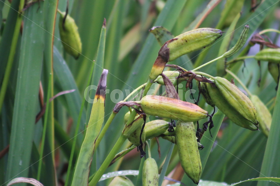 붓꽃,열매,종자,식물,lesiris,식물,자연,plants,nature,과일,열매,fruit