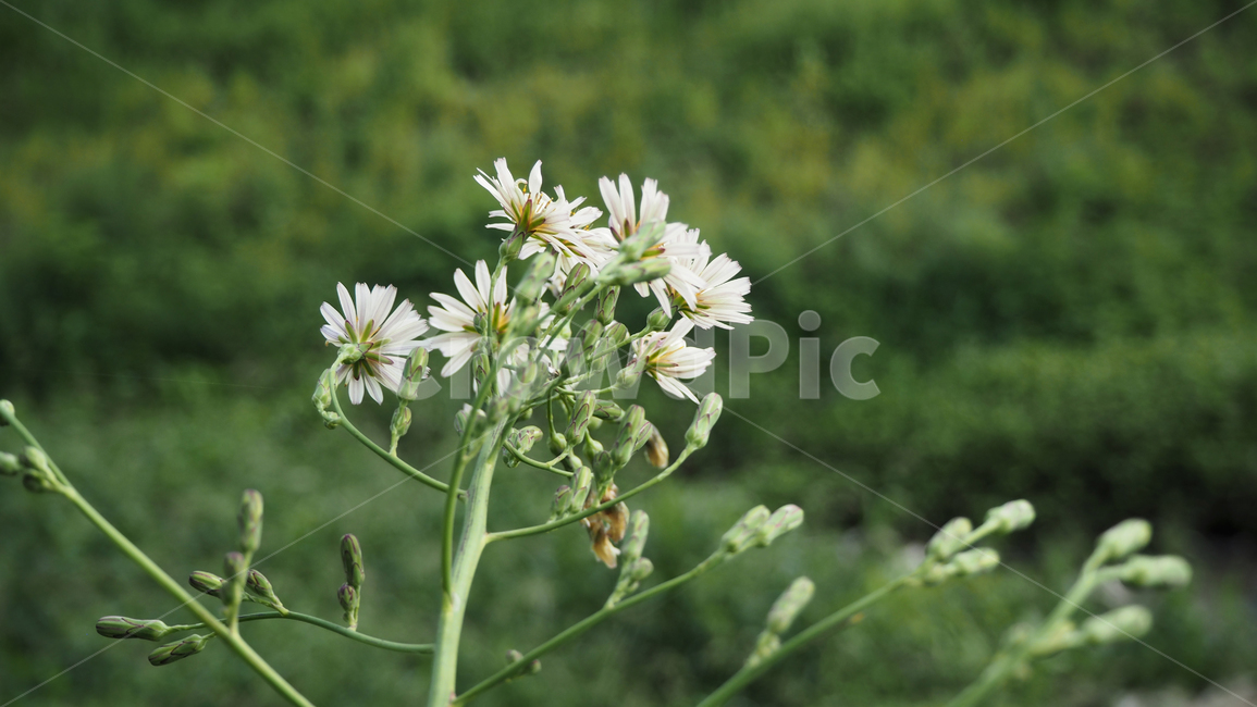 야생화,꽃,식물,wildflower,flower,plant,blossom,outdoor,야외,식물,자연,plants,nature,꽃,flower