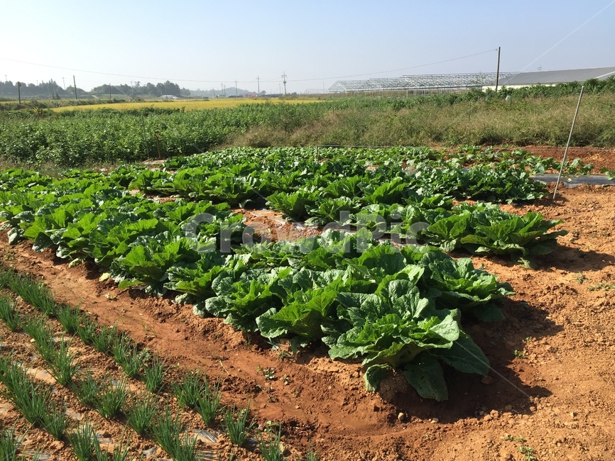 자연,시골,농촌,배추,countryside,nature,vegitable