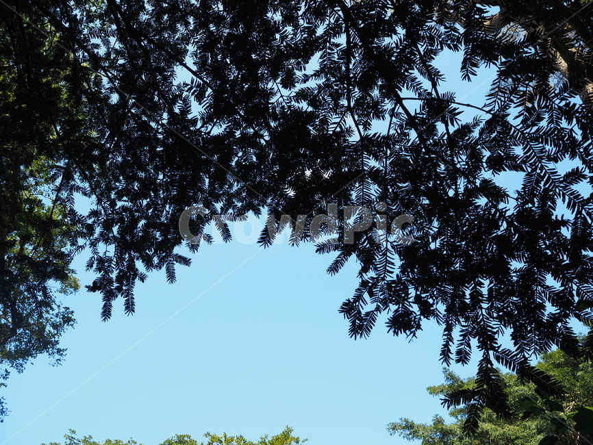 제주도,비자림,하늘색,잎사귀,피톤치드,자연,풍경,nature,landscape,tree,나무,plant,식물