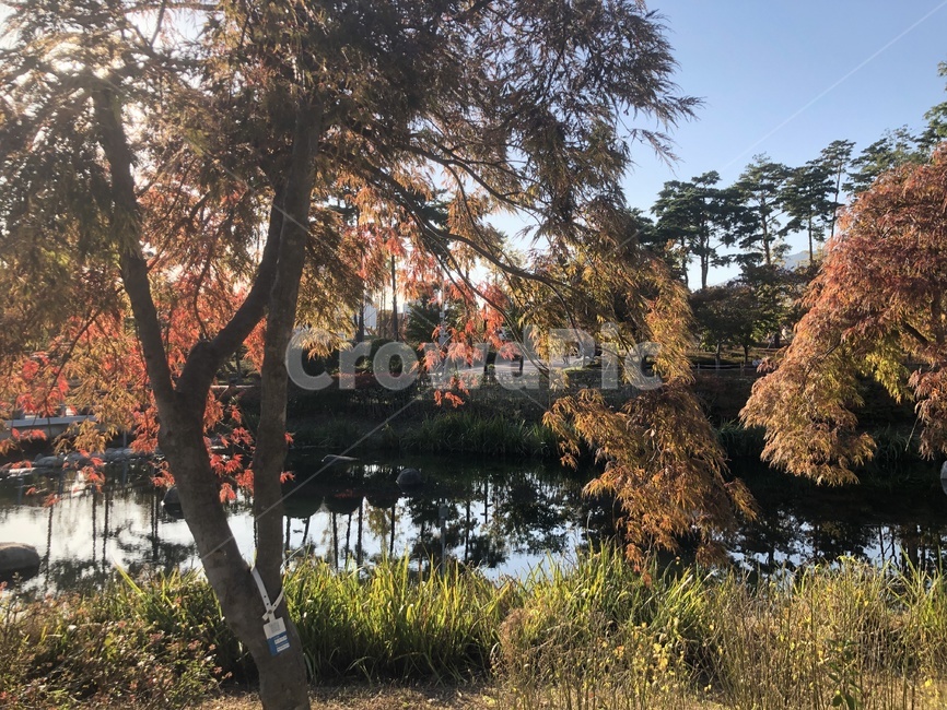 tree,나무,plant,식물,공원,가을,가을,계절,fall,autumn,season,자연,풍경,nature,landscape,tree trunk,나무 줄기