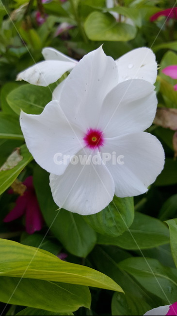 plant,식물,blossom,flower,꽃,식물,자연,plants,nature,꽃,flower