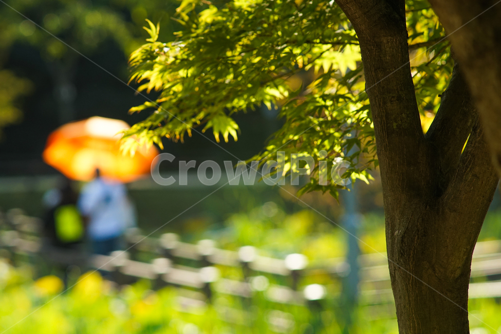 산책,나들이,양산,데크,가을,공원,나무,행인,단풍나무,식물,자연,plants,nature,나무,trees,wood
