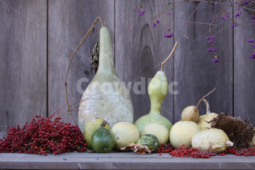 가을,결실,정물,박,열매,모둠,자연,채소,야채,vegetables,연출,컨셉,콘셉,direction,concept