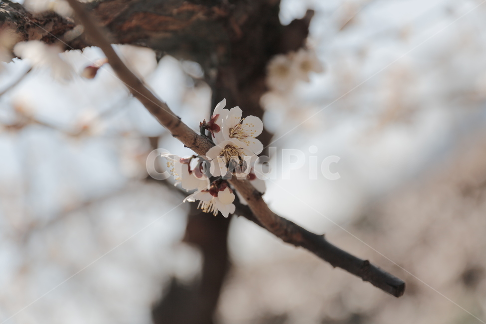 매화,꽃,홍매화,청매화,매실꽃,매화나무,봄,봄,계절,spring,season,식물,자연,plants,nature,꽃,flower,plant