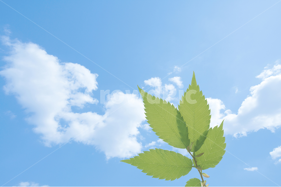 자연,하늘,구름,청명함,나뭇잎,화창함,힐링,감성사진,식물,자연,plants,nature,휴식,힐링,rest,relaxation,healing