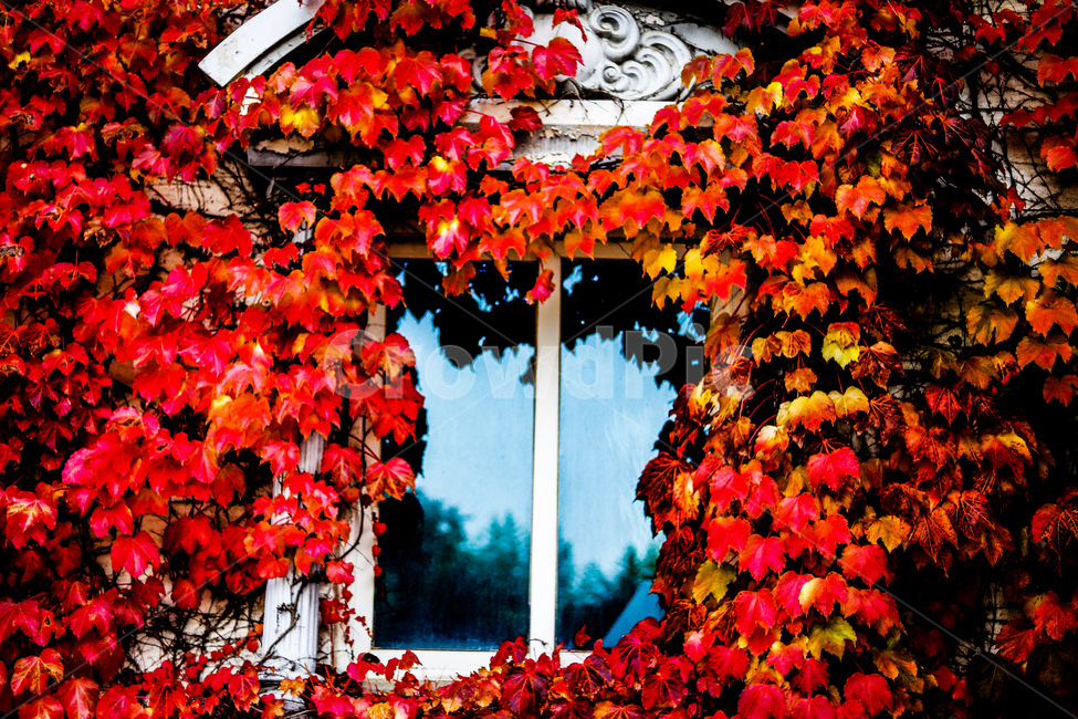 가을,나무,담쟁이,넝쿨,붉은색,가을,계절,fall,autumn,season,leaf,잎,plant,식물,tree,maple,단풍