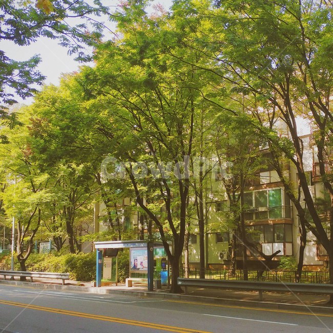 버스정류장,나무들,도로,자연과건축물,초록
