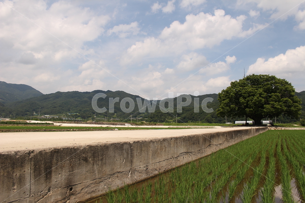 나무,느티나무,여름,농촌,벼,밭,논,하늘,구름,시골,마을,풍경,landscape,country,rural,town