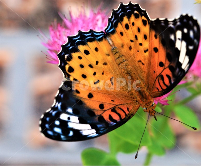 꽃,나비,가을,곤충,butterfly,식물,자연,plants,nature,꽃,flower,곤충,벌레,insect,bug